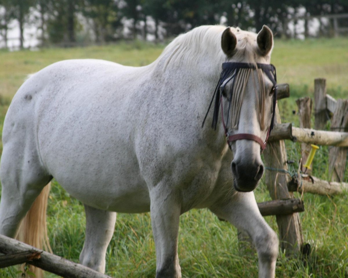 Pferd Calido (Holsteiner, 1990, von Corrado I)