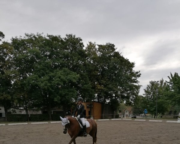 horse Abbeytown Miss Jones (Irish horse,  )
