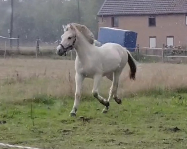 Pferd Diogo (Fjordpferd, 2021, von Draug)