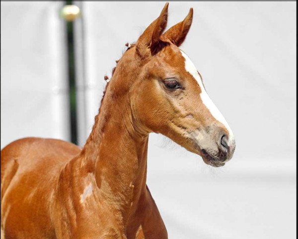 broodmare Fürstin Royal AS (Westphalian, 2022, from Fünf Sterne Royal)
