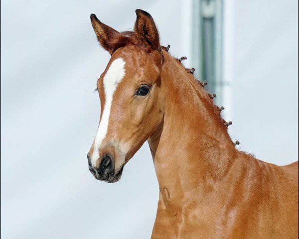Zuchtstute Silent Touch (Westfale, 2022, von Sir Escolar)