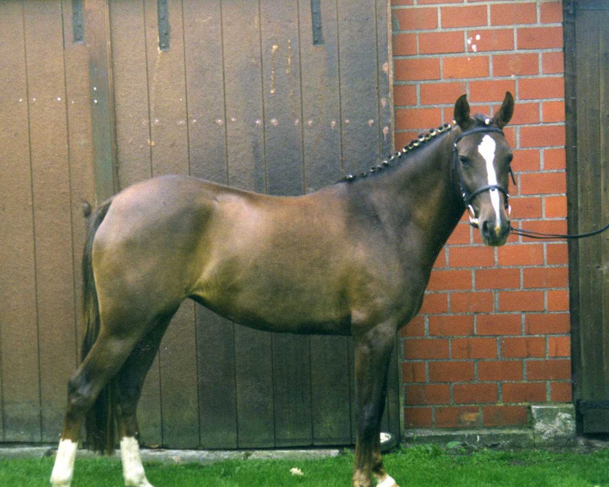 Zuchtstute Deja Vue (Deutsches Reitpony, 1996, von Dressman)