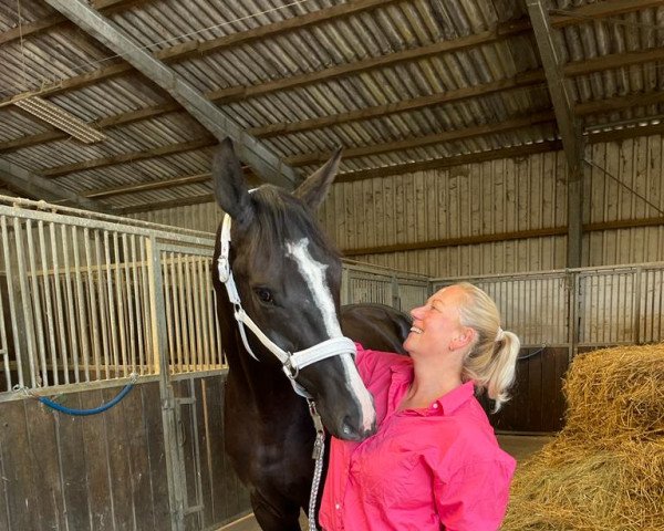 dressage horse Don Avagon (Hanoverian, 2017, from Don Index) dressage horse Don Avagon (Hanoverian, 2017, from Don Index)