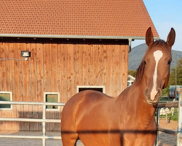 Springpferd Ananda 7 (Bayer, 2012, von Acantus)