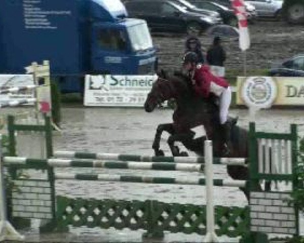 broodmare Panama 145 (Westphalian, 2003, from Phantom)