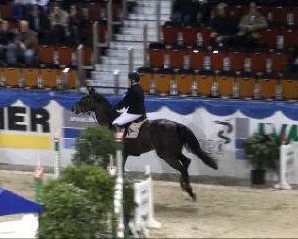 broodmare Ratina S (Westphalian, 2002, from Rockwell)