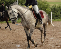 jumper Hawana 2 (Polish Warmblood, 2006, from Largo)