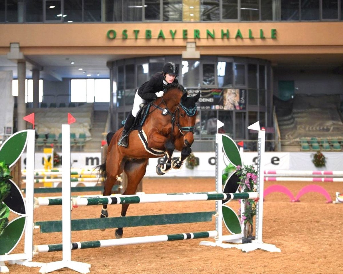 Springpferd Clint Ass (unbekannt, 2014, von Clintadel)