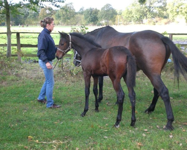 broodmare Be fifty (Holsteiner, 2009, from Cassaro 5)