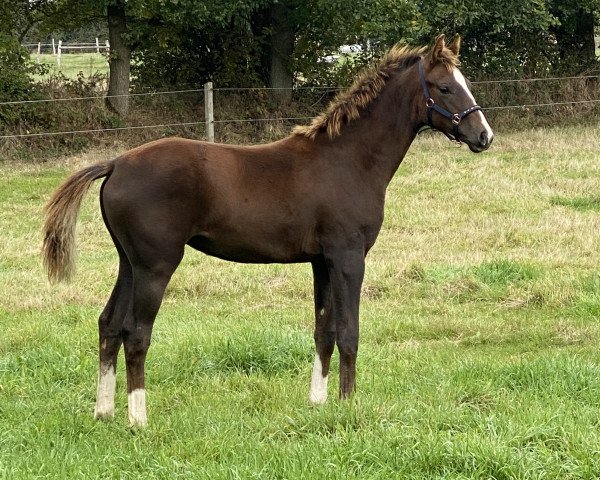 horse Bonduera (Oldenburg, 2022, from Bonds) horse Bonduera (Oldenburg, 2022, from Bonds)