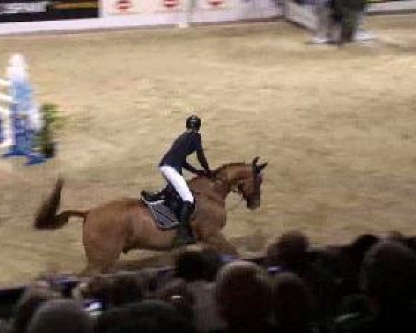 jumper Quadros (Westphalian, 1999, from Quattro B)