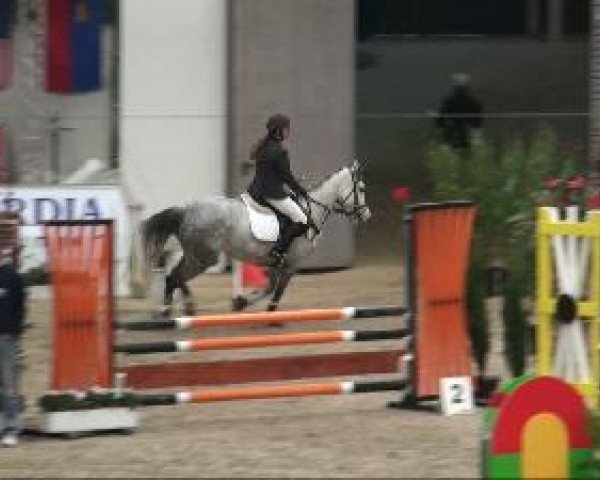 Springpferd Her Majesty 3 (Holsteiner, 2003, von Hunter)