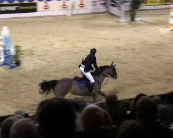 broodmare Mandy (KWPN (Royal Dutch Sporthorse), 2000, from Marlon)