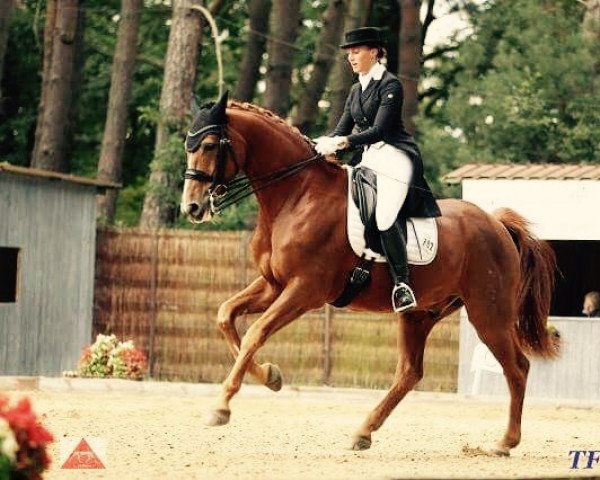 Caballo de Doma Kilian 60 (Hannoveriano, 2002, de Konsequent)