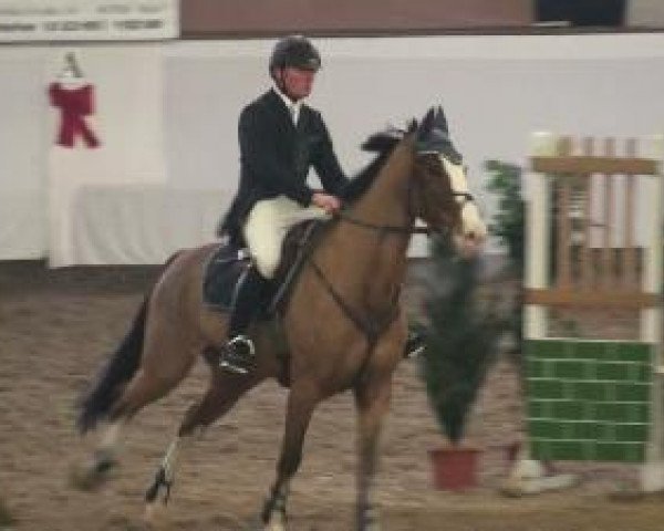 jumper Liostro 52 (Holsteiner, 2003, from Lansing)