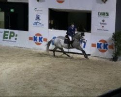 Springpferd Carlo 292 (Holsteiner, 2001, von Corrado I)