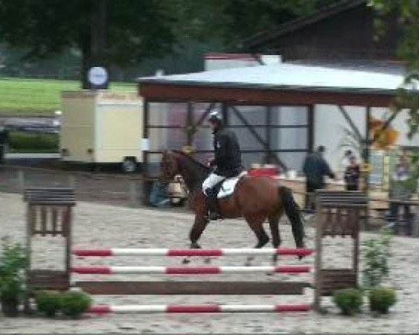 horse Latina 224 (Westphalian, 2006, from Larson)
