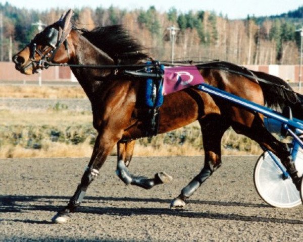 broodmare Hifi Kemp 93-1027 (American Trotter, 1993, from Duran Hanover BB582 (US)) broodmare Hifi Kemp 93-1027 (American Trotter, 1993, from Duran Hanover BB582 (US))