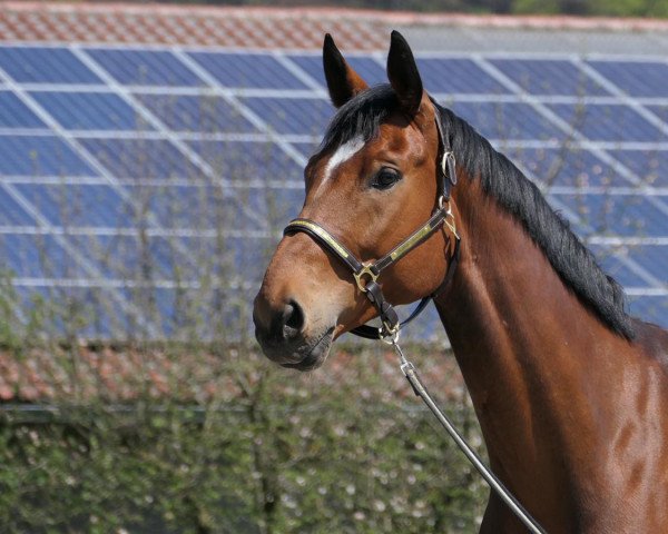 dressage horse Bahia Sunrise 4 (Oldenburg, 2015, from Baccardi) dressage horse Bahia Sunrise 4 (Oldenburg, 2015, from Baccardi)