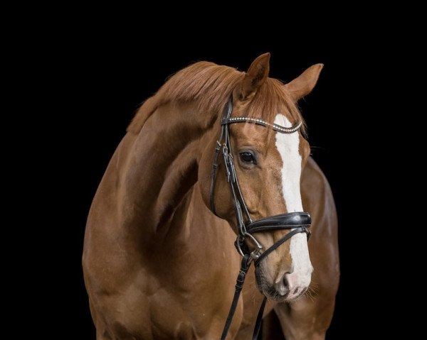 dressage horse Quick Chic (Hanoverian, 2014, from Quantensprung 3) dressage horse Quick Chic (Hanoverian, 2014, from Quantensprung 3)