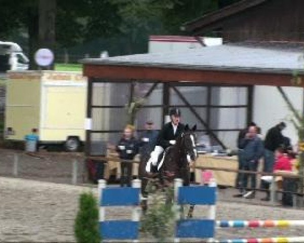 dressage horse Moonlight 231 (Hanoverian, 2000, from Metternich)