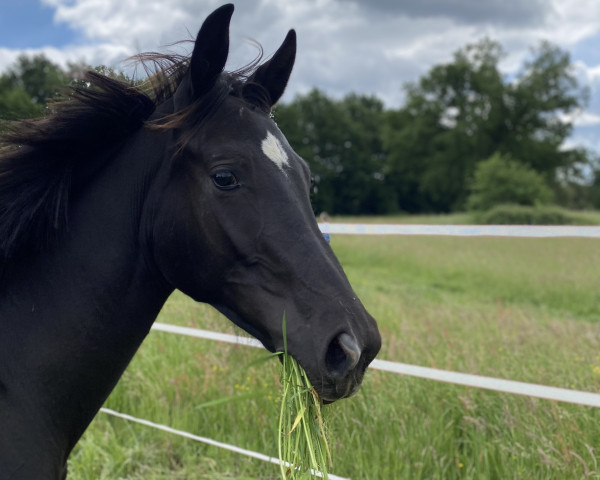 horse Stute von Glasgow van't Merelsnest / Contendro I (Westphalian, 2021, from Glasgow van het Merelsnest)