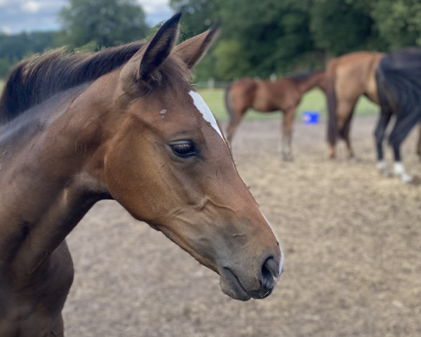 horse Pebbles McQueen (Westphalian, 2022, from Poker de Mariposa Tn)