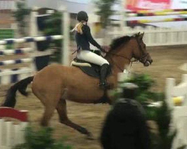 jumper Antonori S (Westphalian, 2002, from Araconit)
