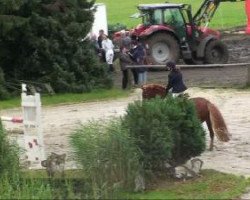 broodmare Deja-vue S (German Riding Pony, 2000, from Domingo)