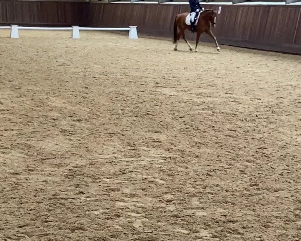 Reitturnier Wedel-Catharinenhof 2022