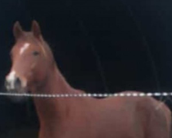 Pferd Coller Fürst Heinrich (Deutsches Reitpony, 2021, von Venustas Cool Edition)