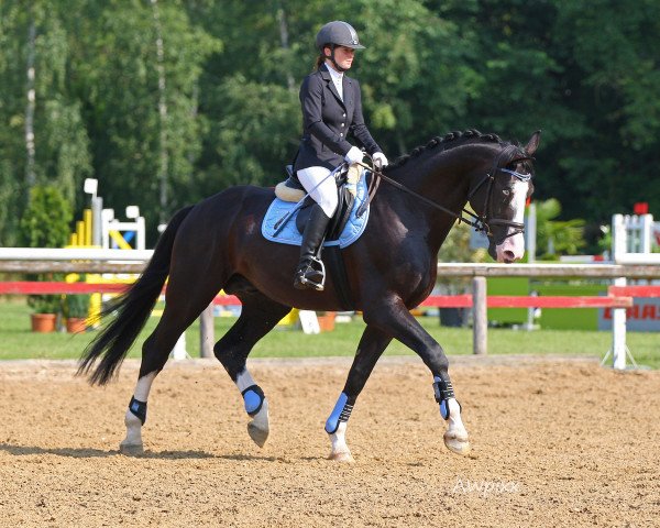 dressage horse Rubin Blue (Hanoverian, 2007, from Rascalino)