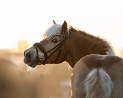 jumper James 63 (Haflinger, 1996)