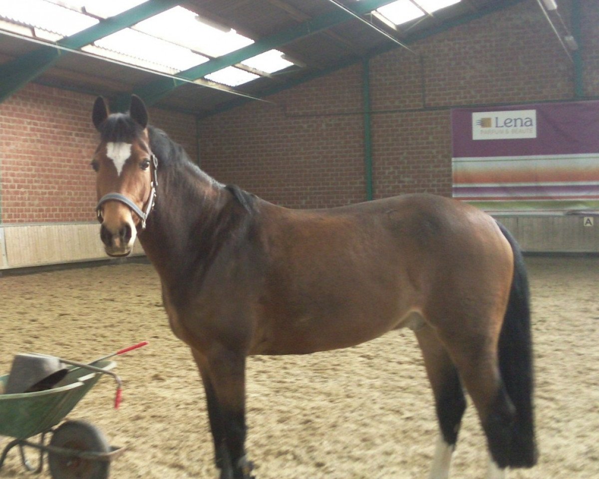 dressage horse Mc Loid (German Riding Pony, 2001, from Max)