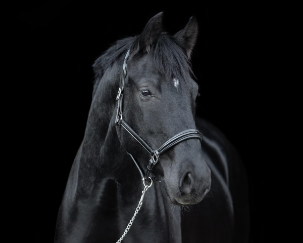 Pferd Flocon de Noir (Hannoveraner, 2018, von For Romance I)