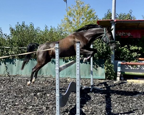 broodmare Bonita (German Riding Pony, 2009, from Orchard Boginov) broodmare Bonita (German Riding Pony, 2009, from Orchard Boginov)