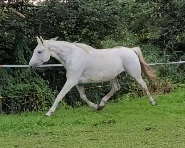horse Lastadie (Trakehner, 2003, from Solar)