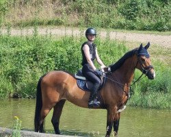 Springpferd Livello`s Lichtblick (Holsteiner, 2018, von Livello)