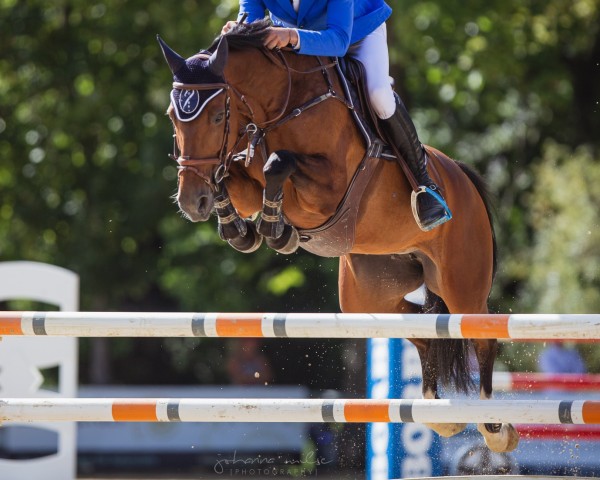 jumper CHARLOTTA H (Holsteiner, 2012, from Connor 48)