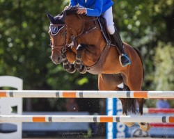 jumper CHARLOTTA H (Holsteiner, 2012, from Connor 48)