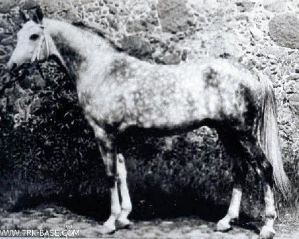stallion Takt ox (Arabian purebred, 1979, from Kumir 1973 ox)