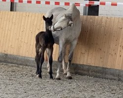 broodmare Zassina (Holsteiner, 2007, from Cassini I)
