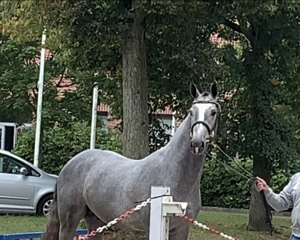 horse Gut Oersdorfs Plotti (Holsteiner, 2018, from Plot Blue)