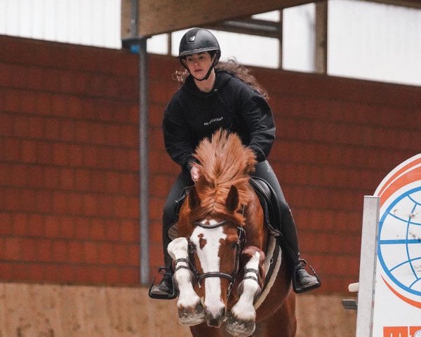 horse Balou du Pilot (Oldenburg, 2019, from Balou du Rouet)