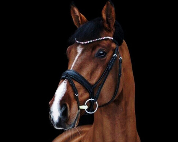 jumper Horse Gym's Celobs (German Sport Horse, 2015, from Casalito)