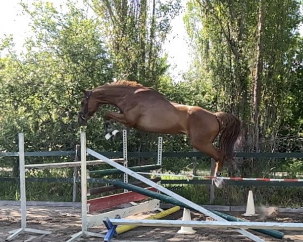 horse Eternal Flame (Hanoverian, 2010, from Edward 28) horse Eternal Flame (Hanoverian, 2010, from Edward 28)