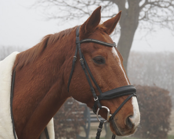 dressage horse Sail (Thoroughbred, 2006, from Secret'n Classy xx) dressage horse Sail (Thoroughbred, 2006, from Secret'n Classy xx)