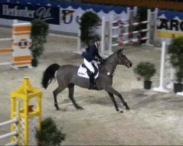 jumper Topmodel (Holsteiner, 2003, from Lasino)