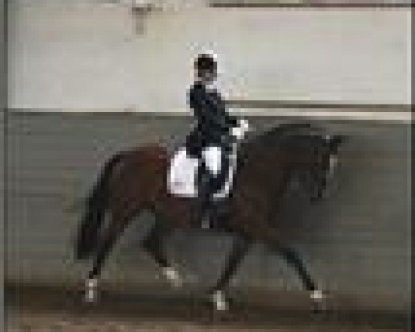 Pferd Donna Ricca (Oldenburger, 2002, von Donnerhall)