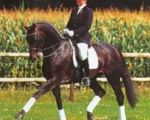 Deckhengst Drakdream (KWPN (Niederländisches Warmblut), 1993, von Donnerhall) Deckhengst Drakdream (KWPN (Niederländisches Warmblut), 1993, von Donnerhall)